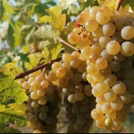 Apartmán Kralova In Modra